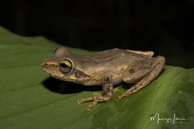 Bophis cf. microtympanum