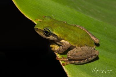 Bophis cf. microtympanum
