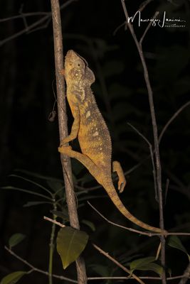 Camaleonte gigante