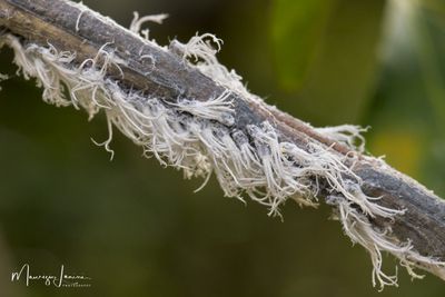 Forme ninfali di Flatida rosea