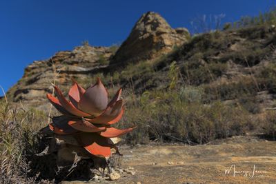 Una pianta di Aloe tra le formazioni rocciose