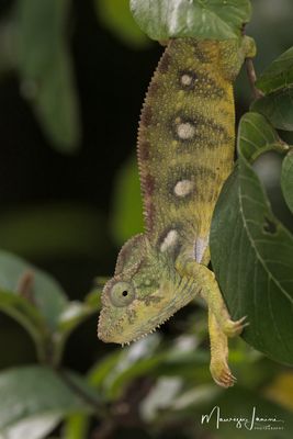 Camaleonte gigante