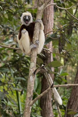 Sifaka di Coquerel