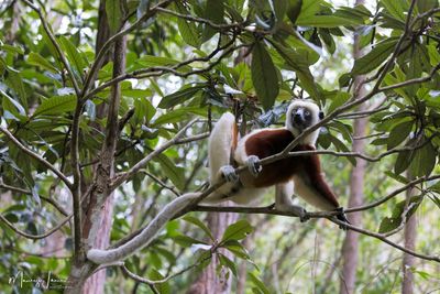 Sifaka di Coquerel