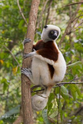 Sifaka di Coquerel