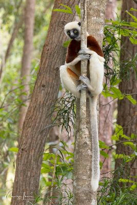 Sifaka di Coquerel
