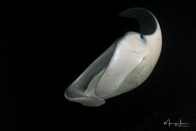 Manta dei reefs 