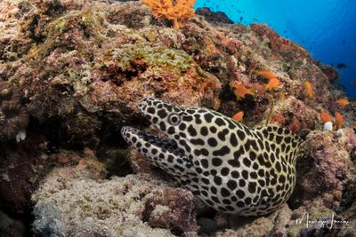 Murena leopardo