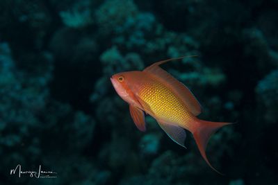 Anthias  