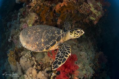 Tartaruga embricata 