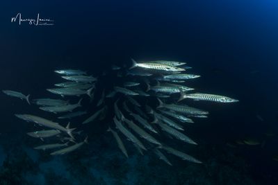Barracuda 