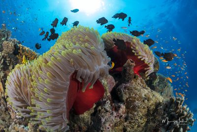 Anemone magnifico 