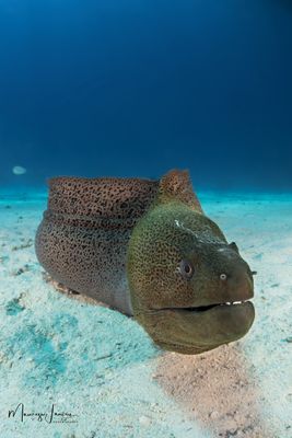 Murena gigante 