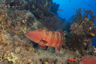 Cernia dei coralli maculata 
