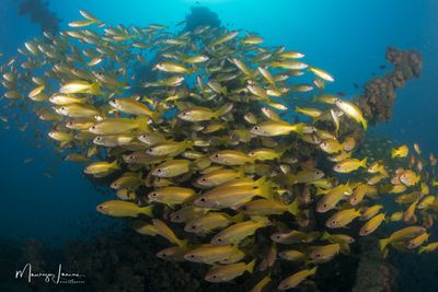 Big eye snappers 