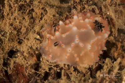 Nudibranco 