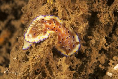 Nudibranco 