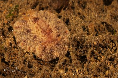 Nudibranco 