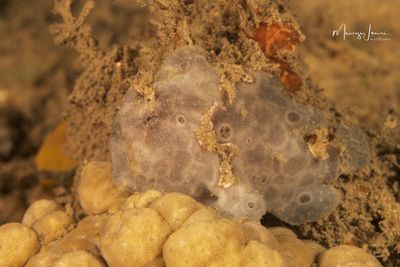 Frog fish 