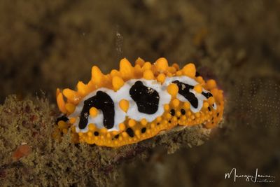 Nudibranco 