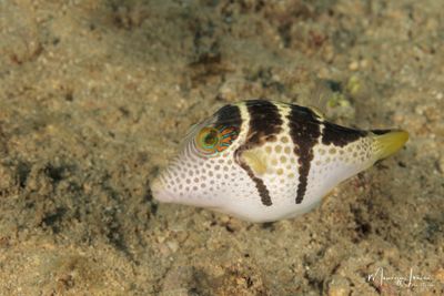 Pesce cofano stellato 