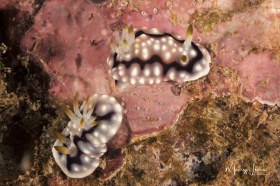 Nudibranchi 