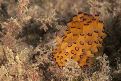 Nudibranco