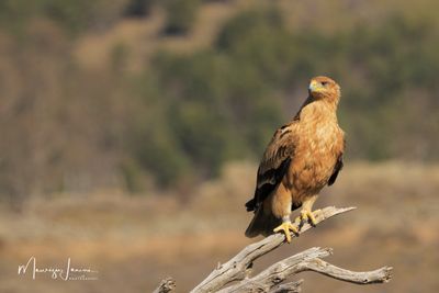 Aquila imperiale iberica 