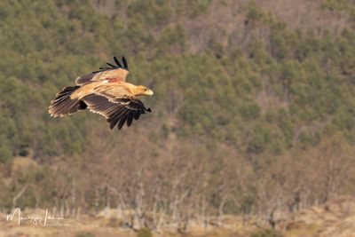 Aquila imperiale iberica 