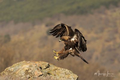 Aquila reale 