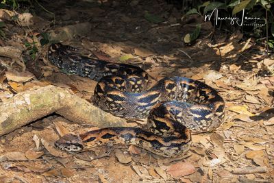 Boa del Madagascar 