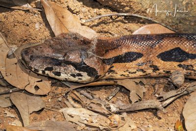 Boa del Madagascar 