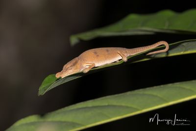 Camaleonte 