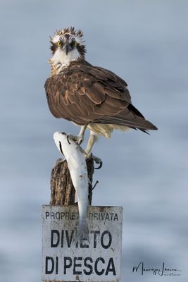 BIRDS II