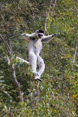 Sifaka di Verreaux, Verreaux's sifaka