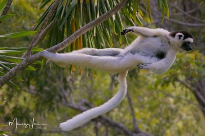 Sifaka di Verreaux,Verreaux's sifaka