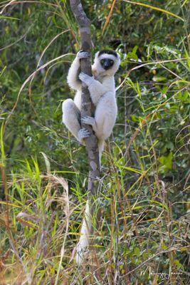 Sifaka di Verreaux,Verreaux's sifaka