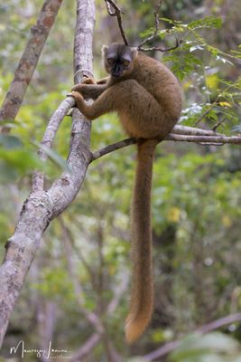 Lemure bruno, Brown lemur