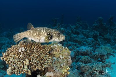 Pesce palla a punti bianchi 