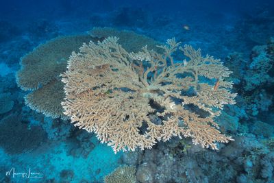 Acropora ad ombrello