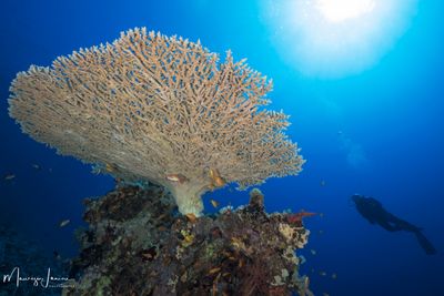 Acropora ad ombrello