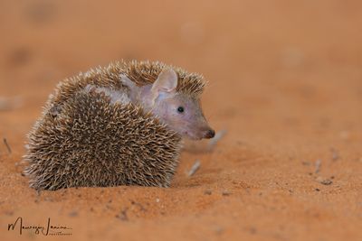 Riccio tenrec minore