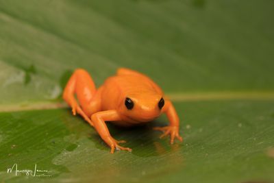 Mantella dorata