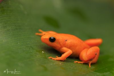 Mantella dorata