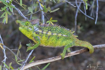 Camaleonte antimena
