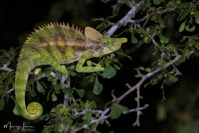 Camaleonte antimena