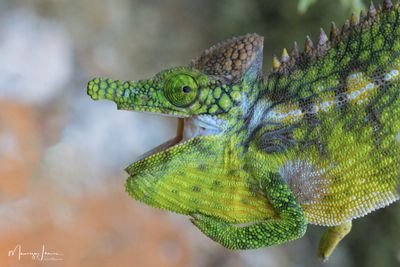 Camaleonte antimena