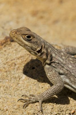 Iguana maculata dalla coda spinosa del Madagascar