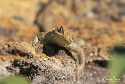Iguana maculata dalla coda spinosa del Madagascar