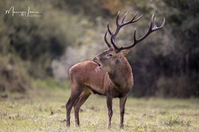 Cervo europeo